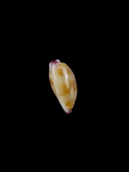 Purpuradusta microdon chrysalis 10,8 mm gem-20275