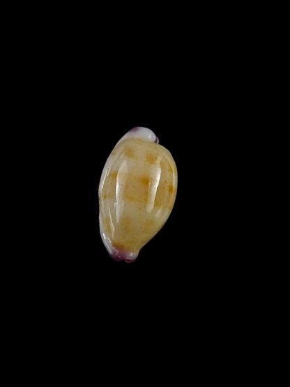 Purpuradusta microdon chrysalis 11,4 mm gem-20296