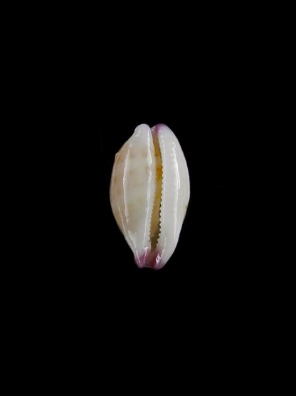 Purpuradusta microdon chrysalis 11,4 mm gem-20297
