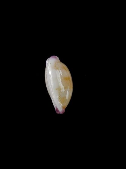 Purpuradusta microdon chrysalis 11,4 mm gem-20299