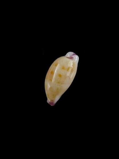 Purpuradusta microdon chrysalis 11,4 mm gem-20298