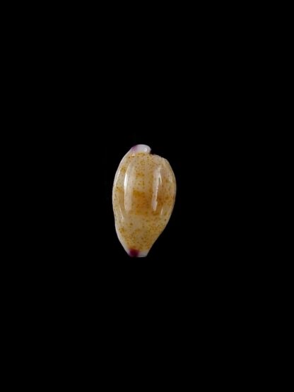 Purpuradusta microdon chrysalis 11 mm gem-20285
