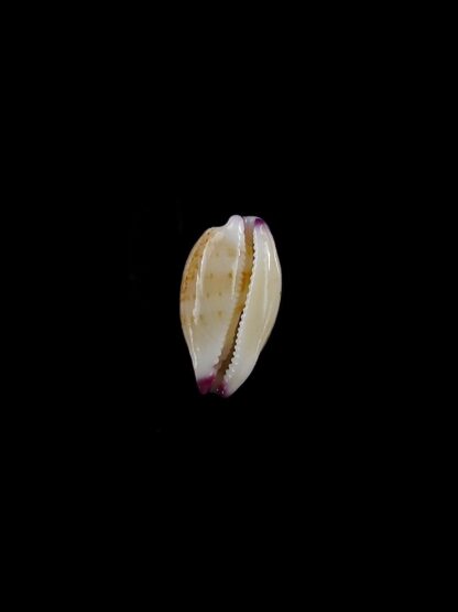 Purpuradusta microdon chrysalis 11 mm gem-20286