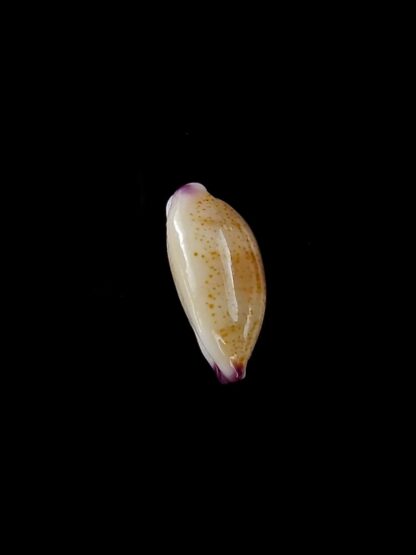 Purpuradusta microdon chrysalis 11 mm gem-20289