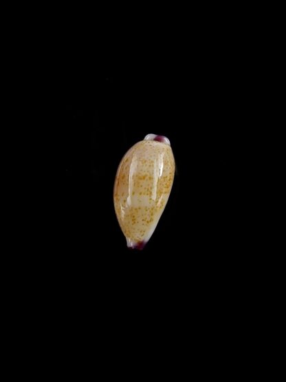 Purpuradusta microdon chrysalis 11 mm gem-20288
