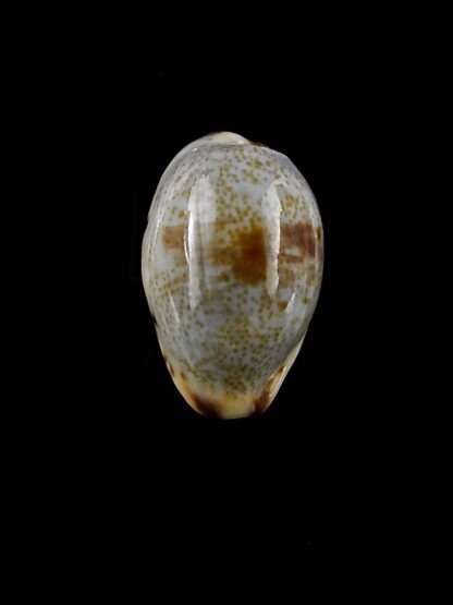 Purpuradusta gracilis macula hilda 18 mm Gem-20422