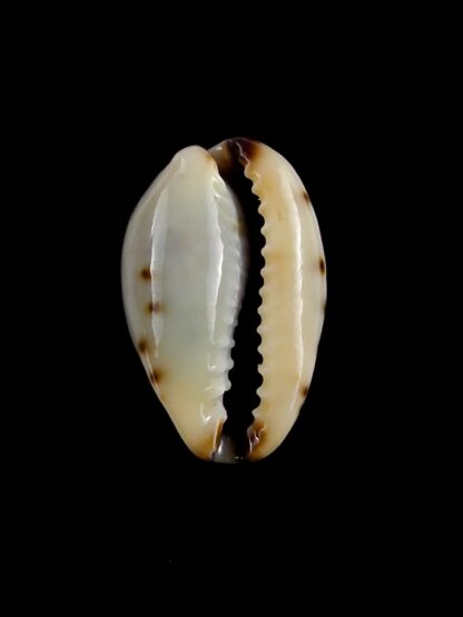 Purpuradusta gracilis macula hilda 18 mm Gem-20421