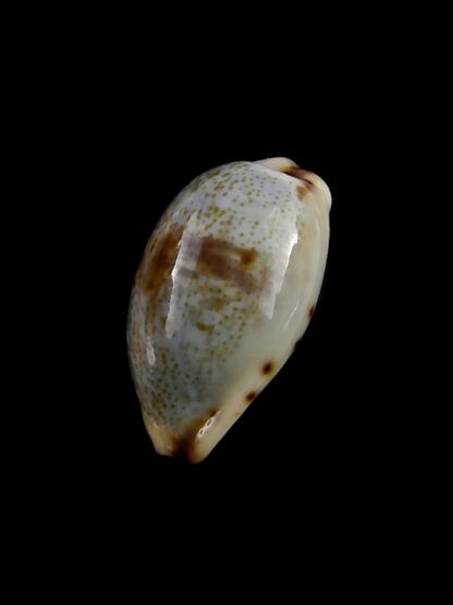 Purpuradusta gracilis macula hilda 18 mm Gem-20424