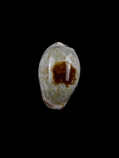 Purpuradusta gracilis macula hilda 16,9 mm Gem-20411