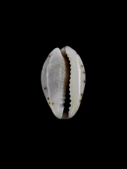 Purpuradusta gracilis macula hilda 16,9 mm Gem-20413