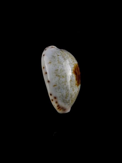 Purpuradusta gracilis macula hilda 16,9 mm Gem-20414