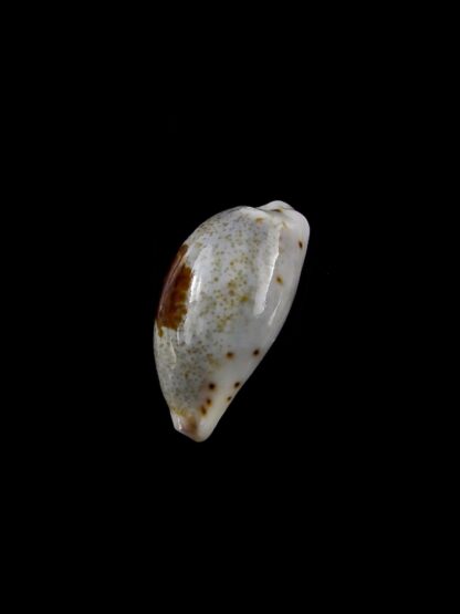 Purpuradusta gracilis macula hilda 16,9 mm Gem-20412