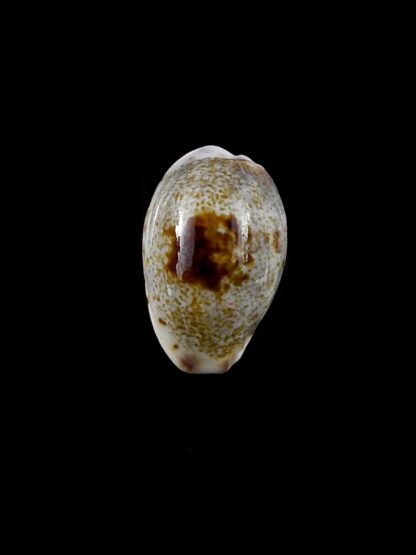 Purpuradusta gracilis macula hilda 15,3 mm Gem-20382