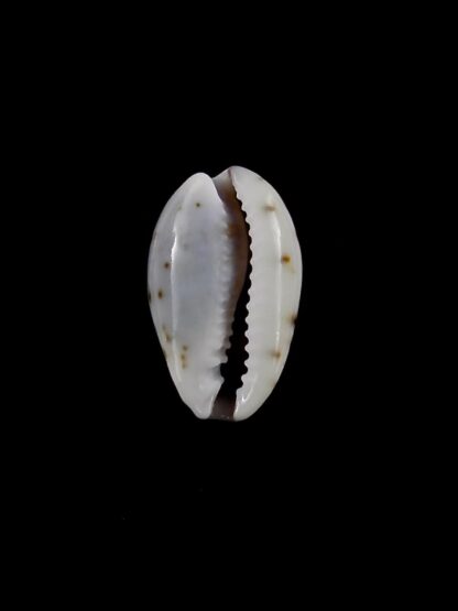 Purpuradusta gracilis macula hilda 15,3 mm Gem-20383