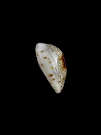 Purpuradusta gracilis macula hilda 15,3 mm Gem-20385