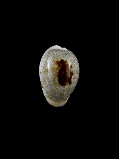 Purpuradusta gracilis macula hilda 15,6 mm Gem-20395