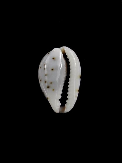 Purpuradusta gracilis macula hilda 15,6 mm Gem-20393