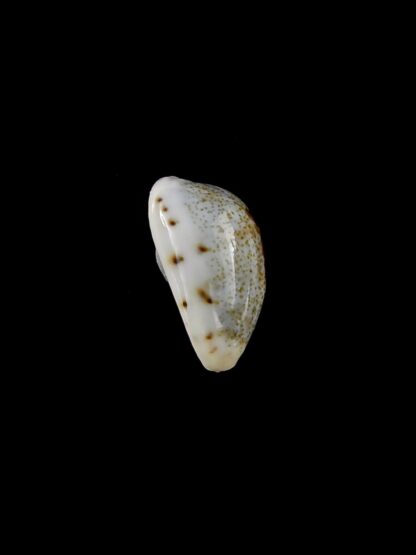 Purpuradusta gracilis macula hilda 15,6 mm Gem-20394