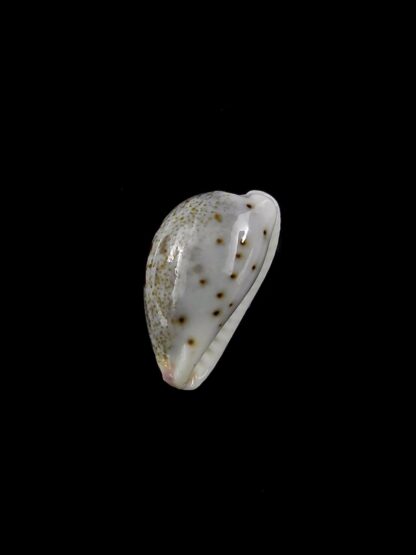 Purpuradusta gracilis macula hilda 15,6 mm Gem-20391