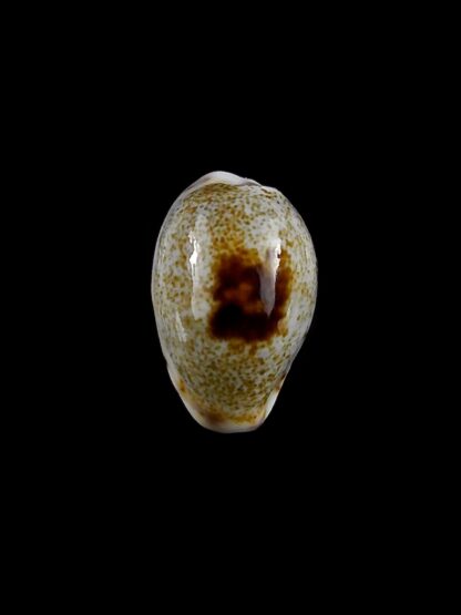 Purpuradusta gracilis macula hilda 15,9 mm Gem-20402