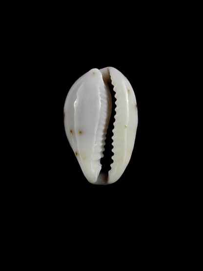 Purpuradusta gracilis macula hilda 15,9 mm Gem-20401