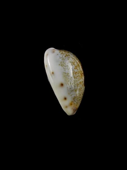 Purpuradusta gracilis macula hilda 15,9 mm Gem-20405
