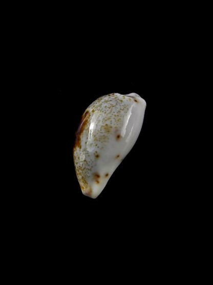 Purpuradusta gracilis macula hilda 15,9 mm Gem-20403