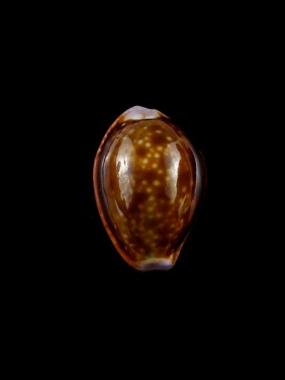 Naria helvola citrinicolor 19,1 mm Gem-20366