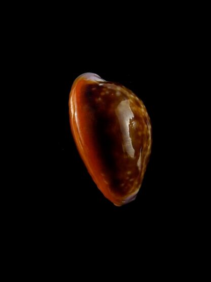 Naria helvola citrinicolor 19,1 mm Gem-20369