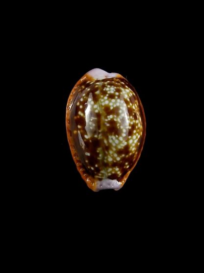 Naria helvola citrinicolor 19 mm Gem-20358