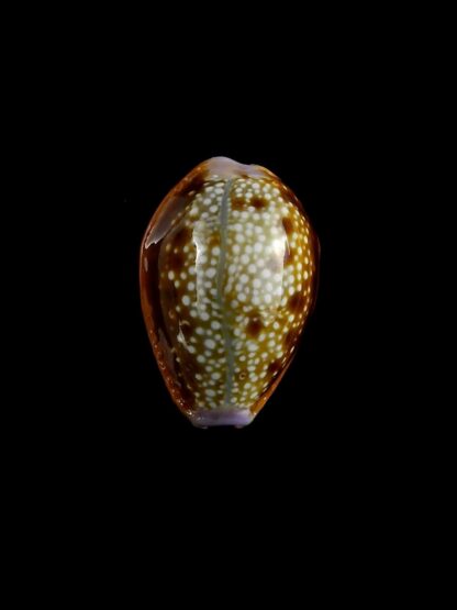 Naria helvola citrinicolor 20,3 mm Gem (-)-20379