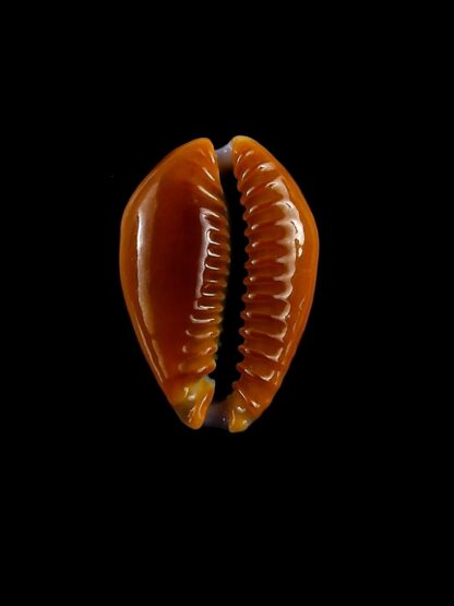 Naria helvola citrinicolor 20,3 mm Gem (-)-20377