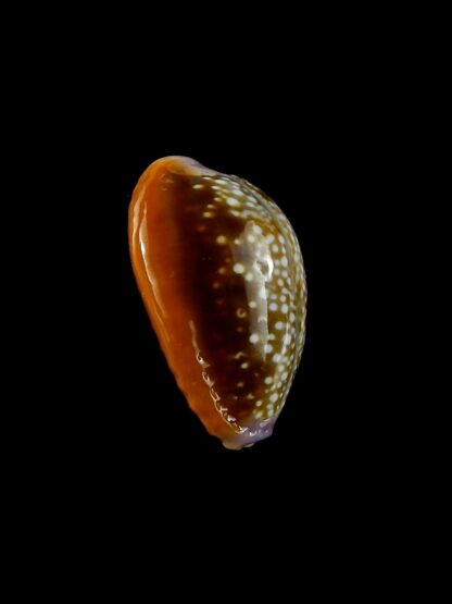 Naria helvola citrinicolor 20,3 mm Gem (-)-20380