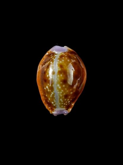 Naria helvola citrinicolor ... Dwarf ... 15,3 mm Gem-20349