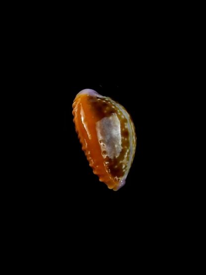 Naria helvola citrinicolor ... Dwarf ... 15,3 mm Gem-20346