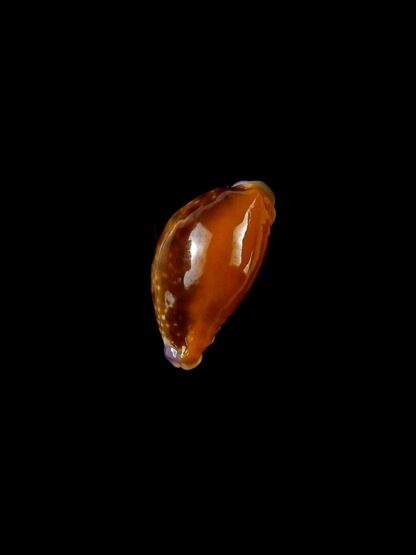 Naria helvola citrinicolor ... Dwarf ... 15,3 mm Gem-20348