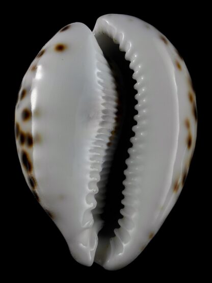 Cypraea tigris ... flat Marquesan forme... 80,5 mm X 45 mm F+++/Gem-20576