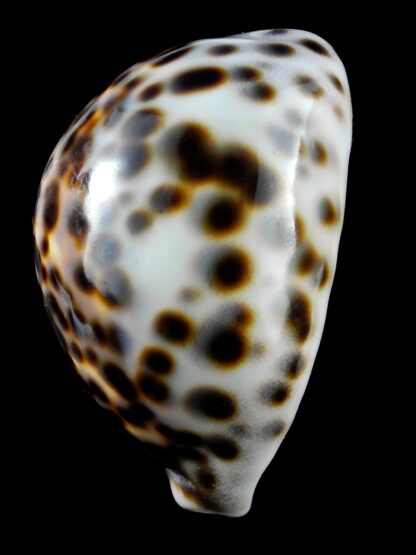 Cypraea tigris ... flat Marquesan forme... 80,5 mm X 45 mm F+++/Gem-20577