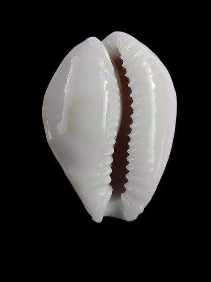 Erosaria acicularis sanctaehelenae 21,9 mm Gem-20615