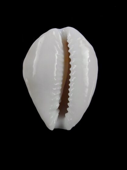 Erosaria acicularis sanctaehelenae 20,2 mm Gem-20606