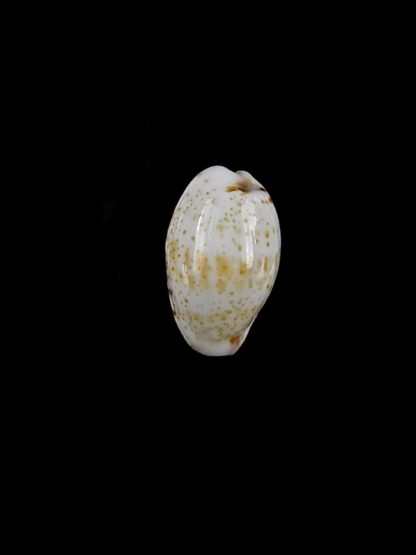 Purpuradusta hammondae dampierensis 12,6 mm Gem-20755