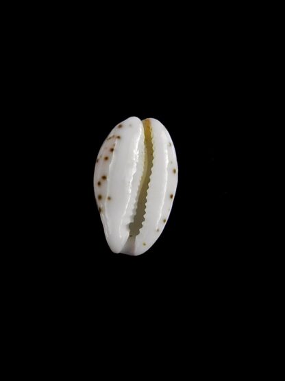 Purpuradusta hammondae dampierensis 12,6 mm Gem-20754