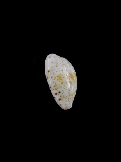 Purpuradusta hammondae dampierensis 12,6 mm Gem-20756