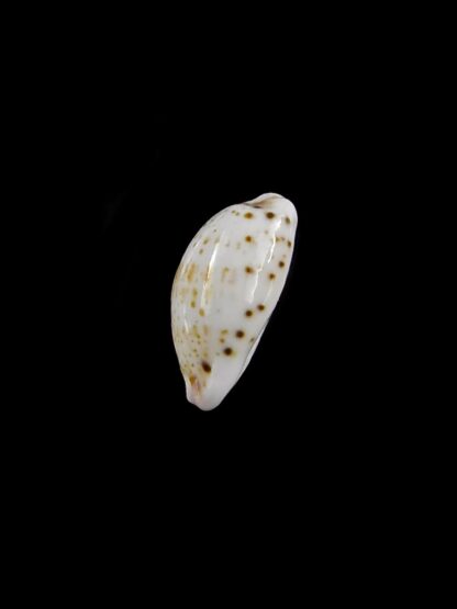 Purpuradusta hammondae dampierensis 12,6 mm Gem-20752
