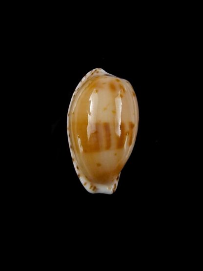 Notocypraea comptonii treberthae 20,1 mm Gem-20722