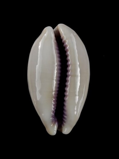 Lyncina carneola carneola 39 mm Gem-20685