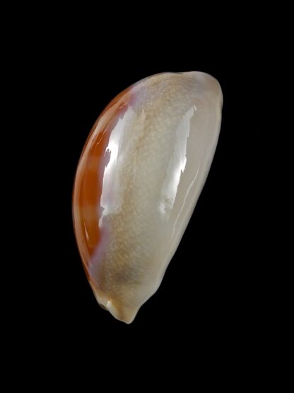 Lyncina carneola carneola 39 mm Gem-20684