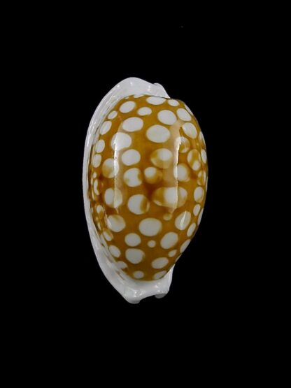 Cribrarula cribraria zadela 23 mm Gem-20819