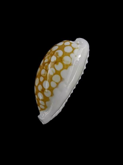 Cribrarula cribraria zadela 23 mm Gem-20817