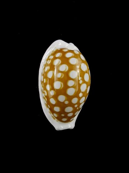 Cribrarula cribraria zadela 21,4 mm Gem-20809